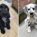 Pure Happiness with Four Paws: 40 Precious Puppy Moments to Melt Your Heart 73 Precious Puppy Moments to Melt Your Heart