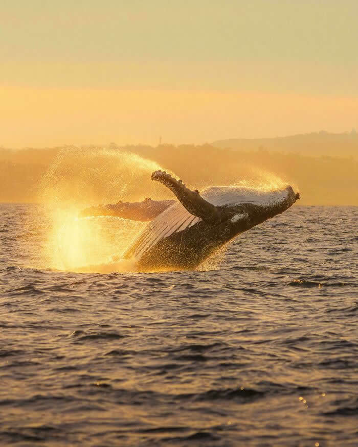 Visual Therapy: 33 Satisfying Photos Celebrating Perfect Symmetry and Balance 37 My First Whale Encounter