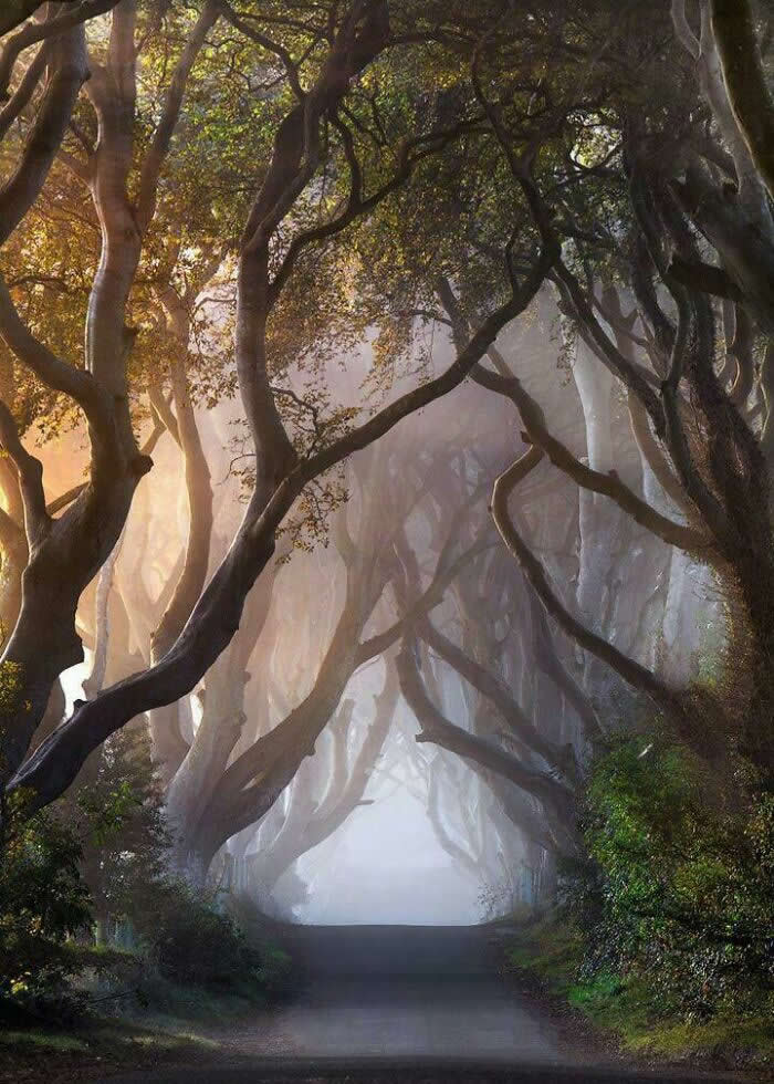 Visual Therapy: 33 Satisfying Photos Celebrating Perfect Symmetry and Balance 38 A Path Through The Woods
