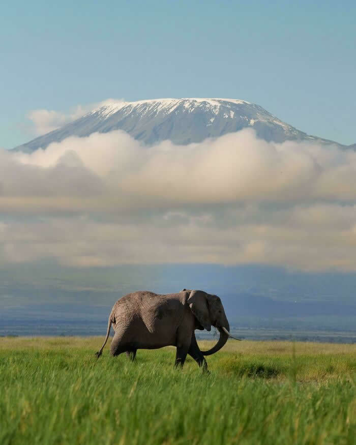 Visual Therapy: 33 Satisfying Photos Celebrating Perfect Symmetry and Balance 42 A Tusker Elephant And Mount Kilimanjaro