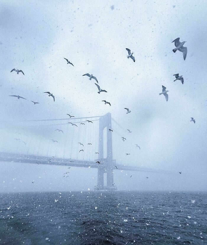 Visual Therapy: 33 Satisfying Photos Celebrating Perfect Symmetry and Balance 44 Seagulls In A Blizzard