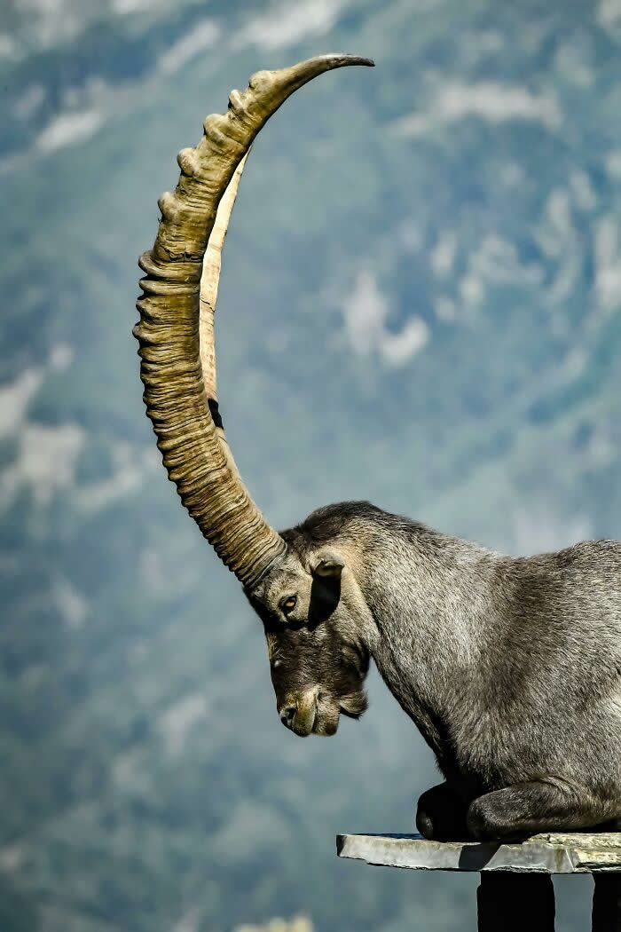 Visual Therapy: 33 Satisfying Photos Celebrating Perfect Symmetry and Balance 54 Alpine Ibex With Majestic Horns In Mountains
