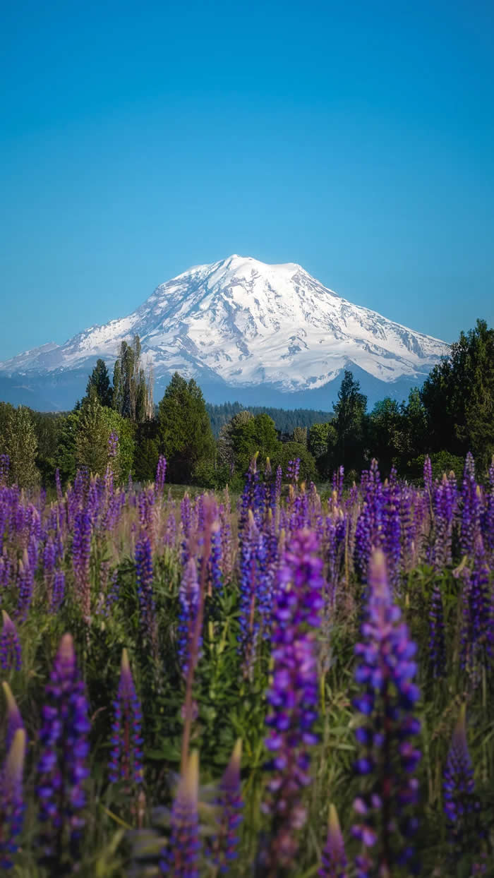 Visual Therapy: 33 Satisfying Photos Celebrating Perfect Symmetry and Balance 61 Lupines at Mount Rainier