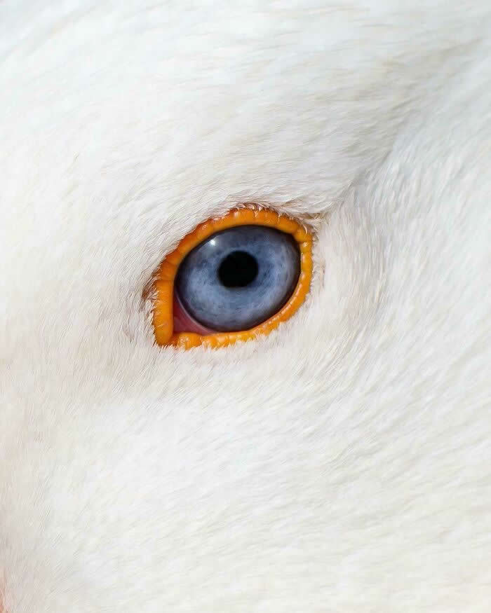 Visual Therapy: 33 Satisfying Photos Celebrating Perfect Symmetry and Balance 63 Eye Of A Goose