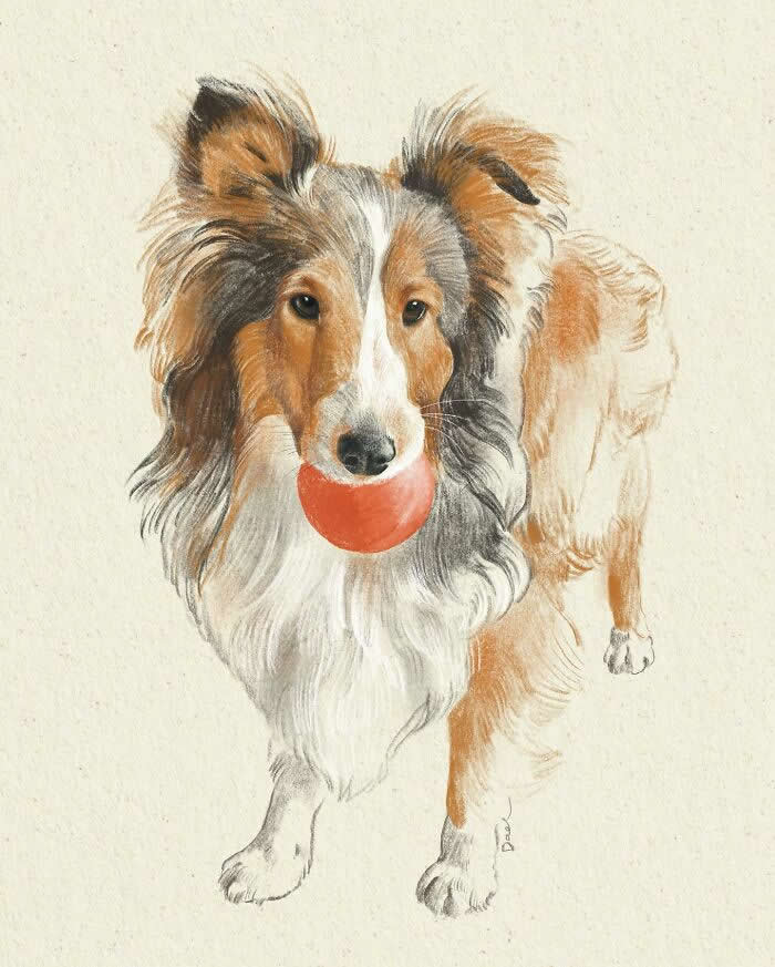 Realistic illustration of a Shetland Sheepdog standing with a red ball in its mouth, painted with soft brushstrokes and warm earthy tones, capturing the dog's gentle expression, playful personality, and the enduring bond between a loyal pet and its owner.