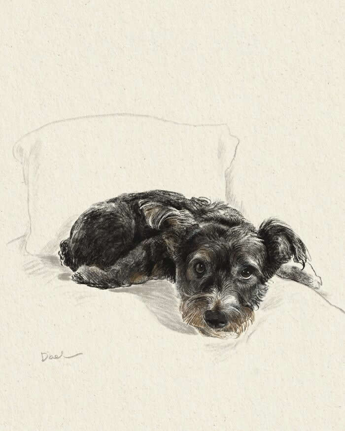Realistic illustration of a small black terrier lying comfortably on a cushion, rendered with delicate pencil-like strokes and soft earthy tones, capturing the dog's calm expression, gentle gaze, and the deep, enduring bond between a cherished pet and its owner.
