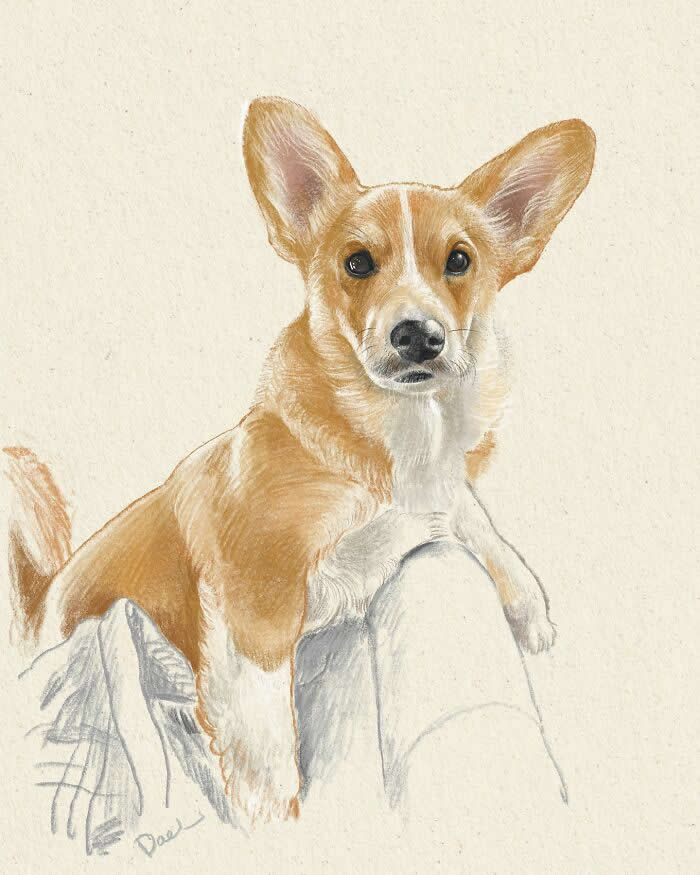 Realistic watercolor and pencil illustration of a tan-and-white Corgi resting its front paws on its owner's lap, featuring expressive dark eyes, upright ears, and soft textured fur in warm natural tones, conveying affection, loyalty, and the enduring bond between a beloved dog and its owner.