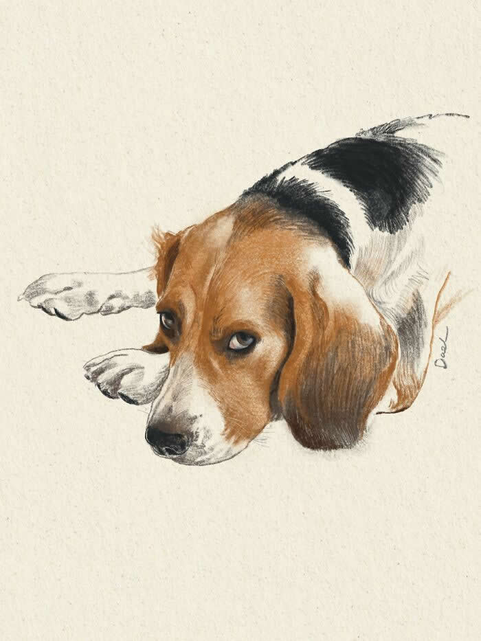 Realistic watercolor and pencil illustration of a Beagle lying with its head resting on the ground, featuring expressive brown eyes, soft tricolor fur, and warm natural tones that convey quiet affection, trust, and the enduring bond between a beloved dog and its owner.