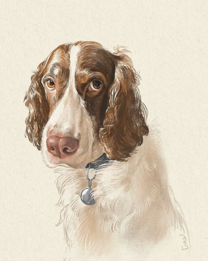 Realistic watercolor and pencil illustration of an English Springer Spaniel with expressive amber eyes, a pink nose, and silky brown-and-white fur, rendered in soft natural tones to convey tenderness, loyalty, and the enduring companionship between a beloved dog and its owner.