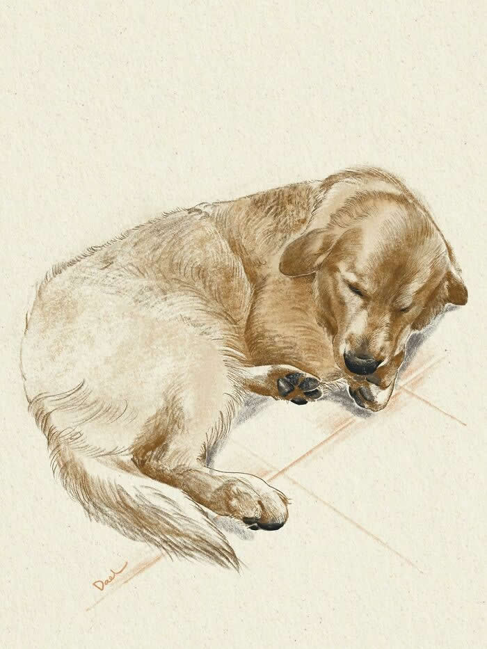 Realistic watercolor and pencil illustration of a golden dog sleeping curled on a tiled floor, featuring soft golden fur, relaxed posture, and warm earthy tones that convey peace, security, and the enduring bond between a beloved dog and its caring owner.