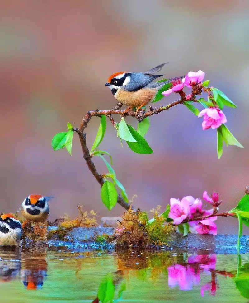Three Black-throated Tits gather around a flowering branch above reflective water, with one perched among pink blossoms and two birds peeking from the water against a soft pastel background.