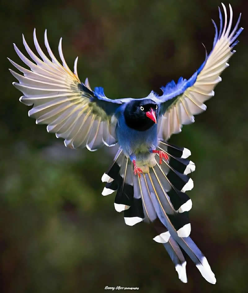 A Taiwan Blue Magpie spreads its wings wide while flying toward the camera, displaying vivid blue feathers, a long banded tail, and a bright red beak against a softly blurred green background.