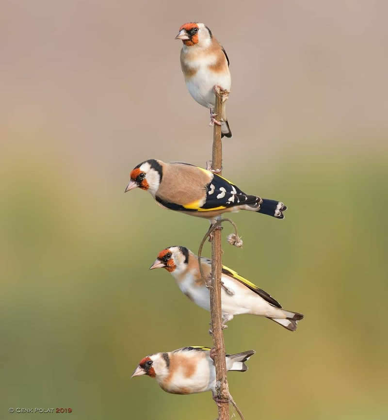 Four European Goldfinches perch at different heights on a slender dried plant stem, displaying their colorful red faces, yellow wing patches, and soft plumage against a smooth blurred background.