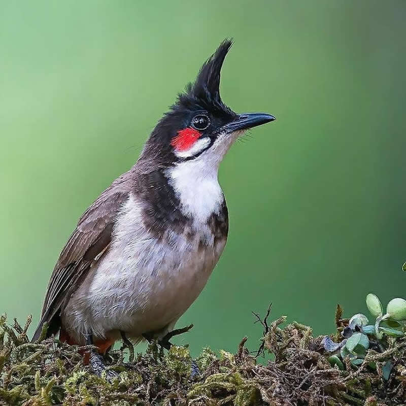 A Red-whiskered Bulbul with a pointed black crest and bright red cheek patch perches on a moss-covered branch against a smooth green blurred background.