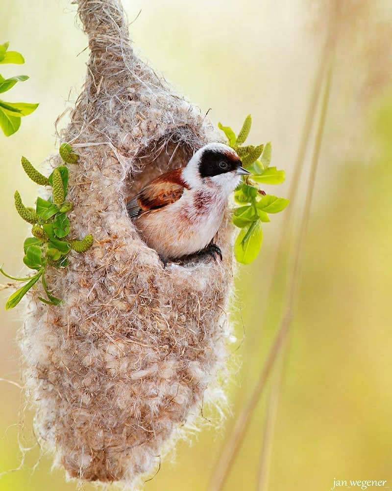 A Penduline Tit sits at the entrance of its beautifully woven hanging nest, surrounded by fresh green leaves against a soft, creamy blurred background.