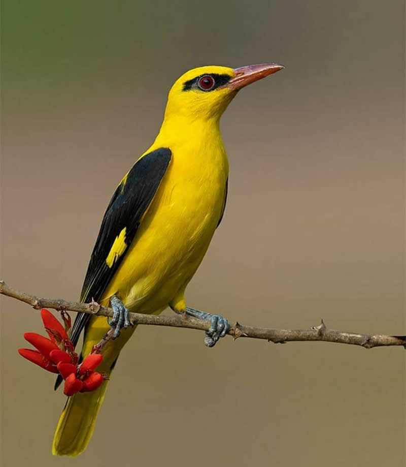 An Indian Golden Oriole with brilliant yellow plumage and black wings perches on a slender branch beside bright red berries against a smooth, softly blurred background.