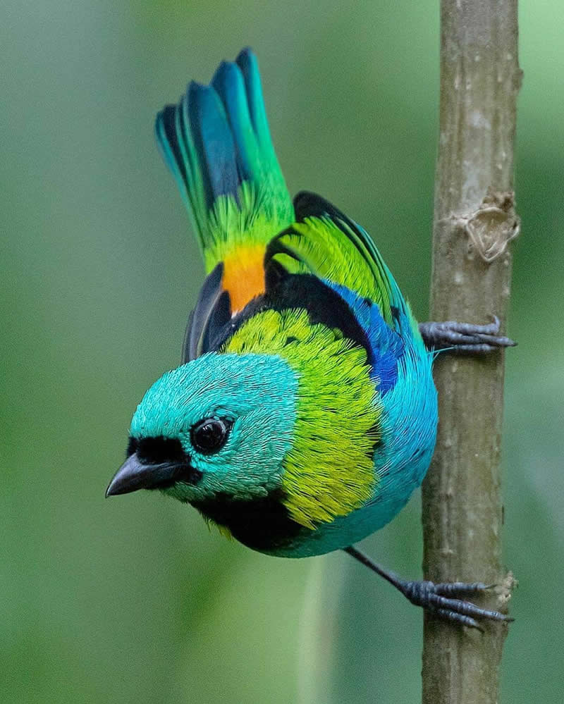 A colorful Green-headed Tanager clings sideways to a slender branch, displaying vibrant turquoise, green, blue, and golden feathers against a softly blurred green forest background.
