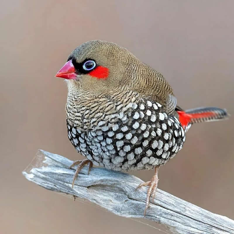 A Red-eared Firetail perches on a weathered branch, displaying finely patterned feathers, a bright red cheek patch, pink beak, and red tail against a softly blurred beige background.