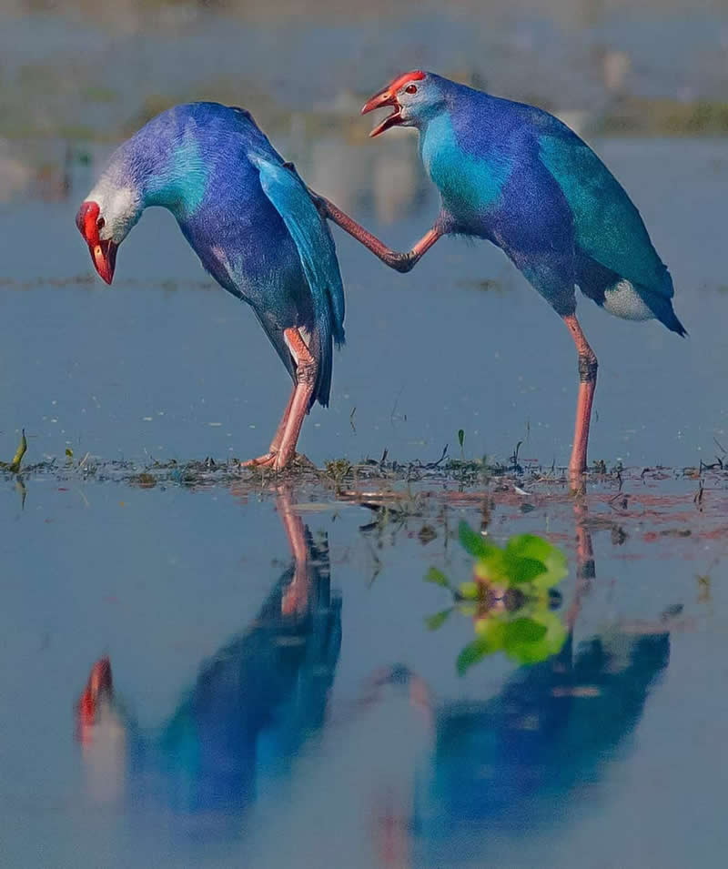 Two Purple Swamphens stand in shallow water, one playfully reaching toward the other, with vivid blue-purple plumage, red beaks, and soft reflections mirrored on the calm wetland surface.
