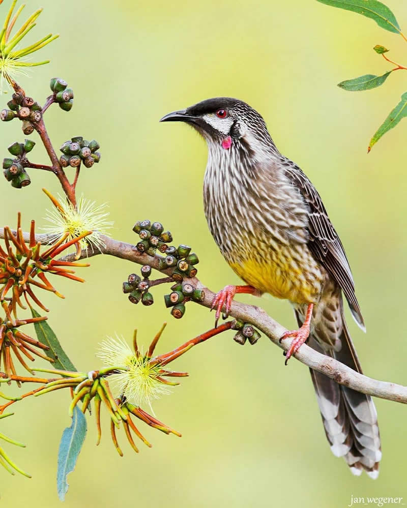 A Red Wattlebird with streaked plumage, yellow belly, and red facial wattle perches on a flowering eucalyptus branch surrounded by blossoms against a soft green blurred background.