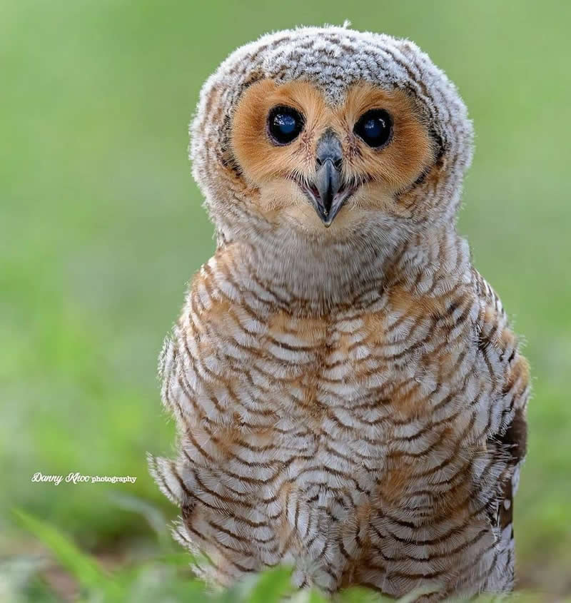 A close-up portrait of a Spotted Wood Owl with large dark eyes, finely barred brown-and-white plumage, and a rounded facial disk, sitting on the ground against a soft green blurred background.