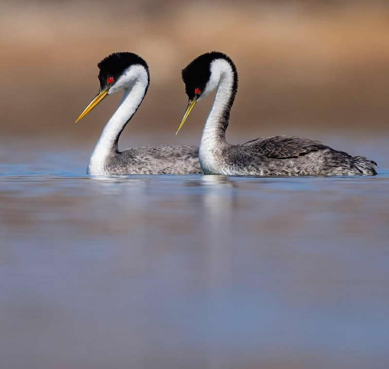 Two Western Grebes swim side by side on calm water, displaying long white necks, black caps, red eyes, and yellow bills against a softly blurred natural background.