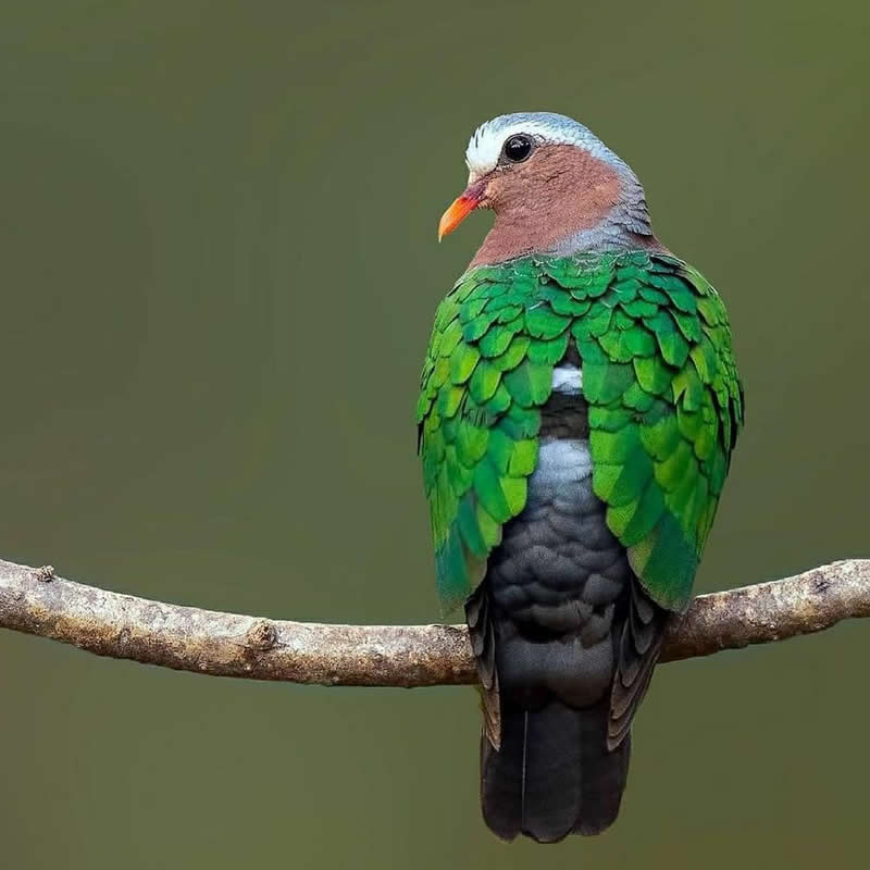 An Emerald Dove perches on a horizontal branch, displaying shimmering emerald-green wings, a pale gray crown, pinkish neck, and dark tail against a smooth olive-green blurred background.