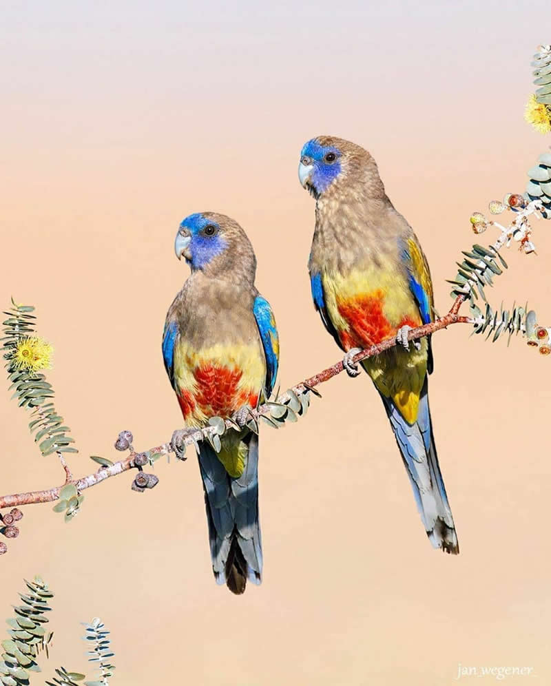 Two Eastern Blue Bonnets perch side by side on a flowering eucalyptus branch, displaying blue faces, olive-brown backs, bright red bellies, and long blue tails against a soft beige blurred background.