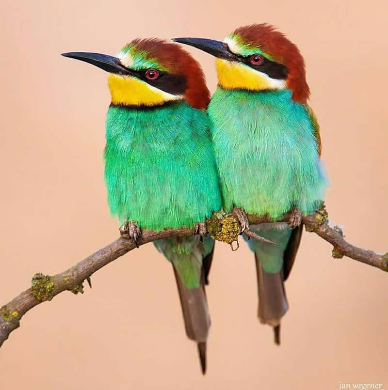 Two Eurasian Bee-eaters perch closely together on a slender branch, showcasing vibrant green bodies, chestnut heads, yellow throats, black eye stripes, and long pointed bills against a soft peach-colored blurred background.