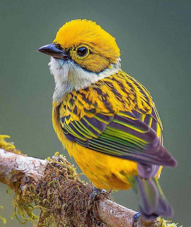 A Silver-throated Tanager perches on a moss-covered branch, displaying bright yellow plumage, emerald-green wings, a white throat, and a dark bill against a softly blurred gray-green background.
