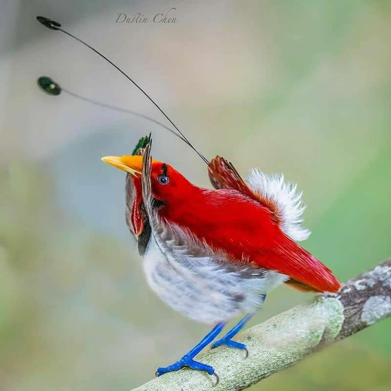 A male King Bird-of-Paradise perches on a branch, displaying bright crimson plumage, white flank feathers, vivid blue legs, and long wire-like tail streamers with decorative tips against a softly blurred green background.