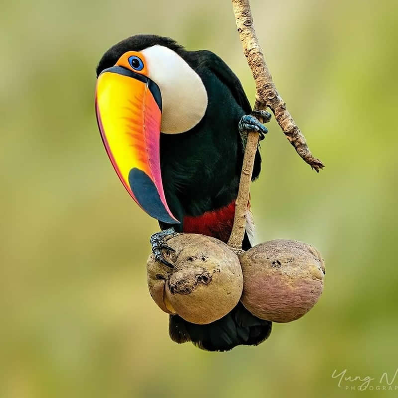 A Toco Toucan with a large yellow, orange, and red bill perches on a branch above two round fruits, displaying glossy black plumage, a white throat, and blue feet against a softly blurred green background.