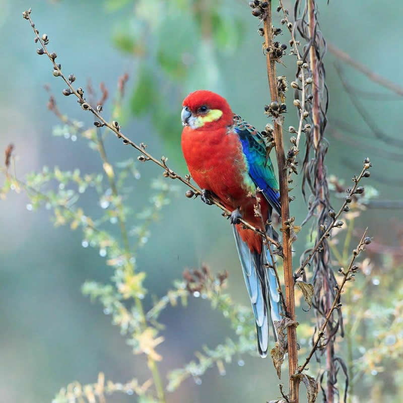A Western Rosella with vivid red plumage, blue-green wings, and a long pale blue tail perches on slender branches against a softly blurred natural background with gentle pastel tones.