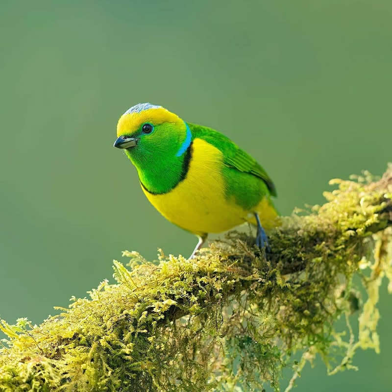 A Golden-browed Chlorophonia with bright green and yellow plumage, a blue collar, and a golden forehead perches on a moss-covered branch against a smooth soft green background.