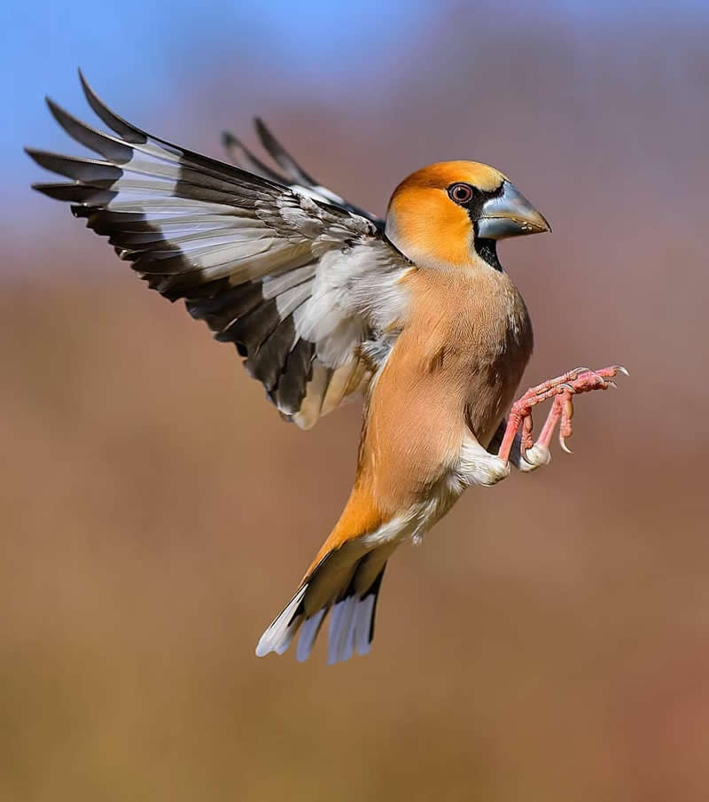 A Hawfinch in mid-flight with wings fully spread, displaying its large gray bill, warm orange-brown plumage, and black-and-white wing pattern against a softly blurred natural background.