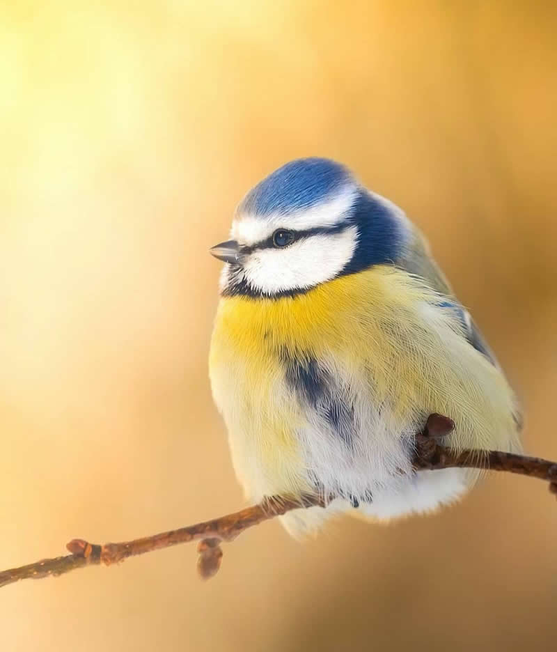 A Blue Tit with a blue crown, white face, and bright yellow breast perches on a thin branch against a warm golden blurred background, creating a soft and peaceful wildlife portrait.