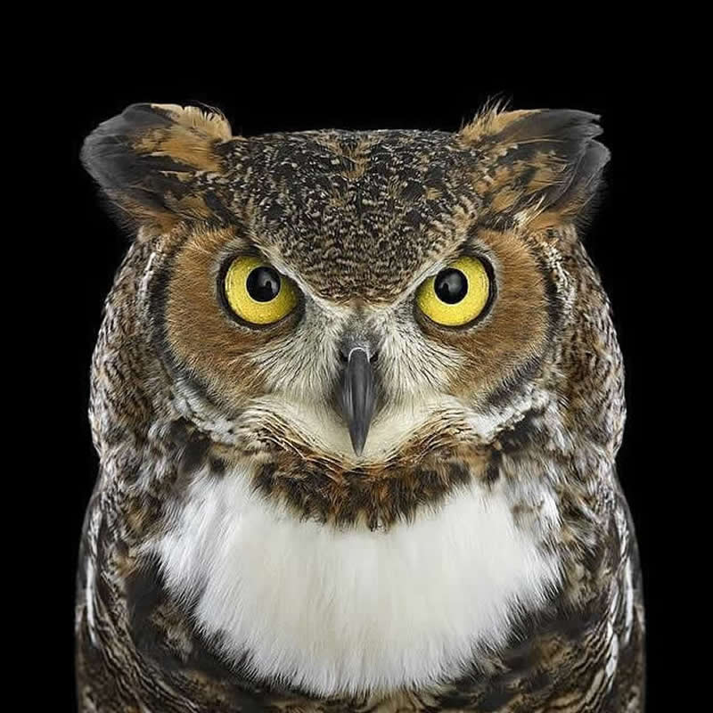 A close-up portrait of a Great Horned Owl with striking yellow eyes, prominent feather tufts, and richly patterned brown-and-white plumage against a solid black background.
