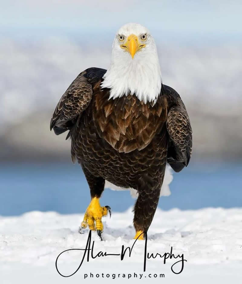 A Bald Eagle walks across snow with a white head, dark brown body, bright yellow beak, and powerful yellow talons against a softly blurred winter landscape.