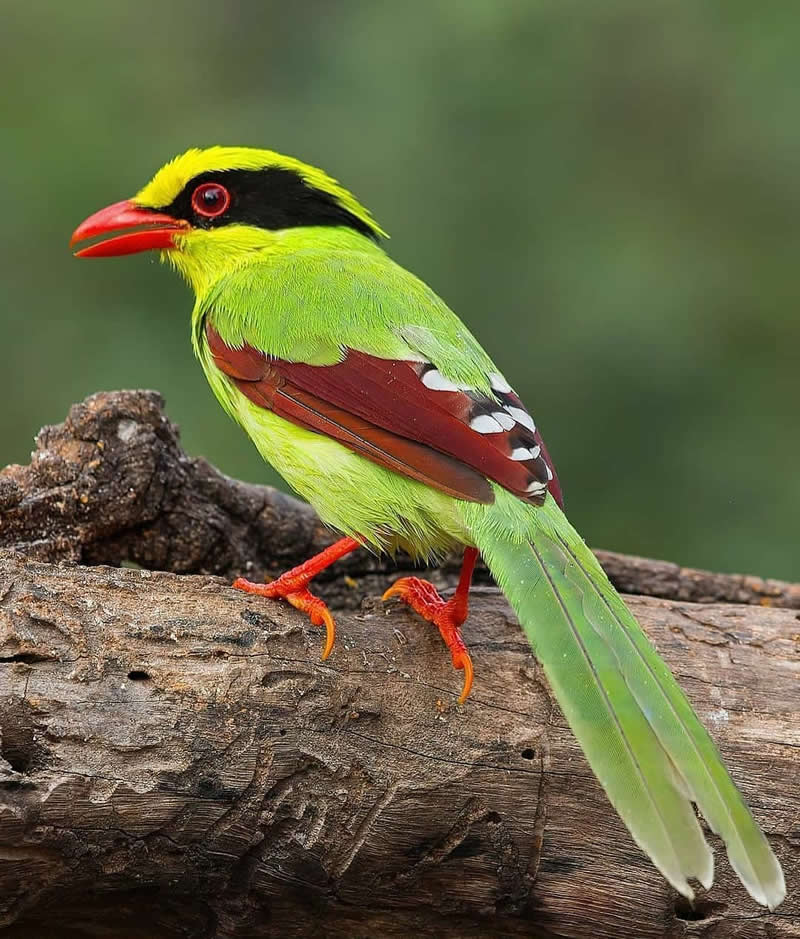 A Common Green Magpie with bright green plumage, a red bill, black eye mask, chestnut wings, and a long tail perches on a weathered log against a softly blurred green forest background.