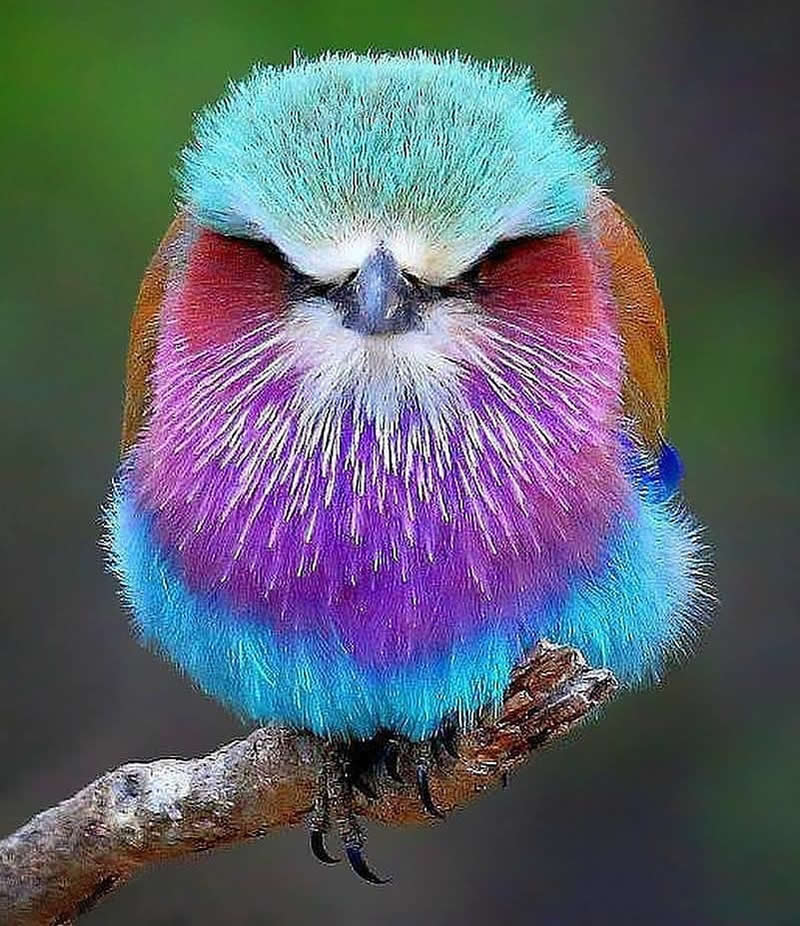 A colorful Lilac-breasted Roller perched on a branch, displaying brilliant turquoise, lilac, pink, and chestnut plumage in a tightly framed portrait against a smooth green blurred background.
