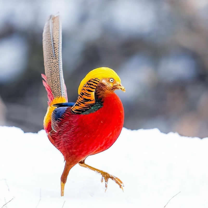 A colorful Golden Pheasant walking across snow, displaying vivid golden, red, orange, and blue plumage with its long patterned tail against a softly blurred winter background.