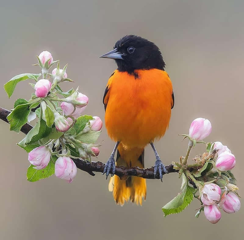 A vibrant Baltimore Oriole perched on a flowering branch with pink blossoms, showcasing bright orange and black plumage against a soft, blurred background.