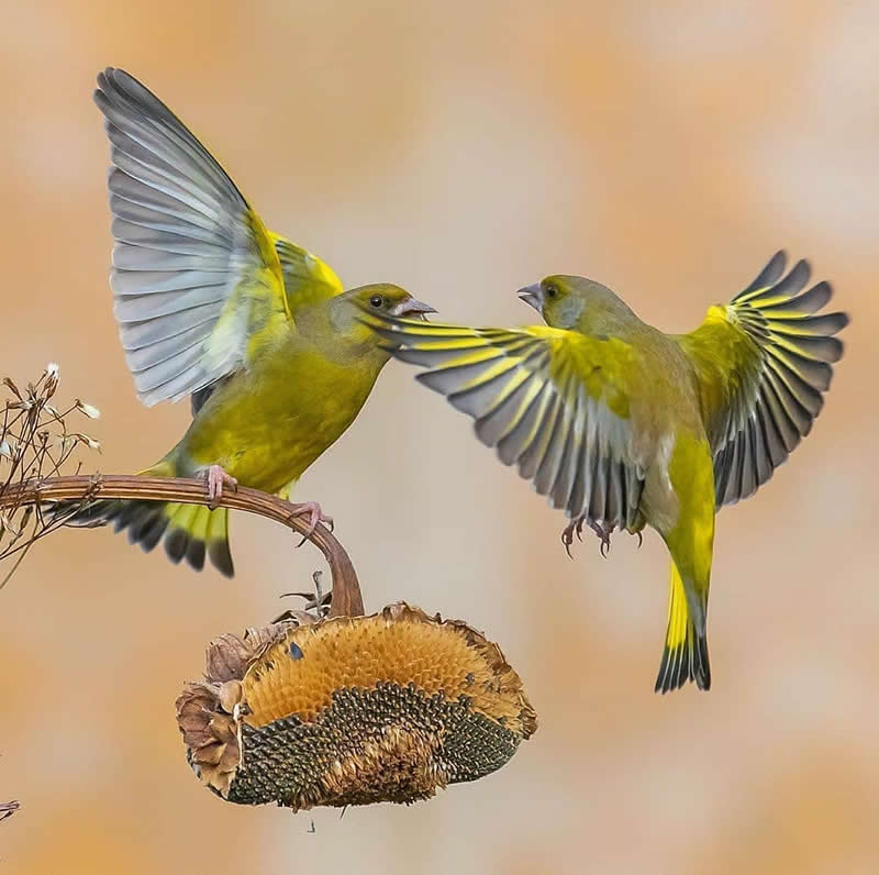 Two Greenfinches interacting in mid-air above a dried sunflower, their wings fully spread as one hovers beside the other against a soft, blurred background.