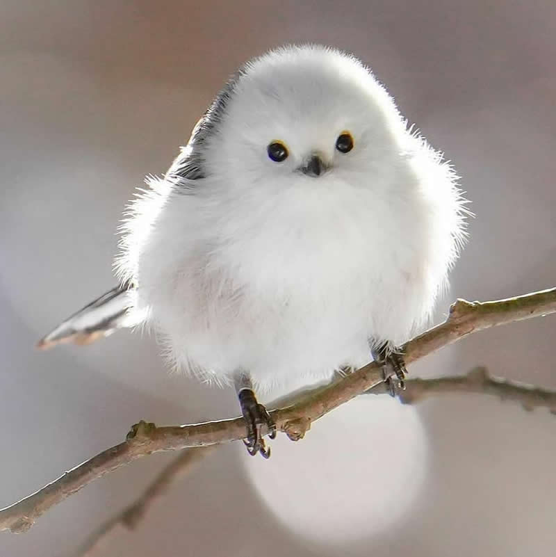 A fluffy Long-tailed Tit perched on a thin branch, displaying soft white feathers, a tiny round body, and dark eyes against a smooth, blurred background with gentle natural light.