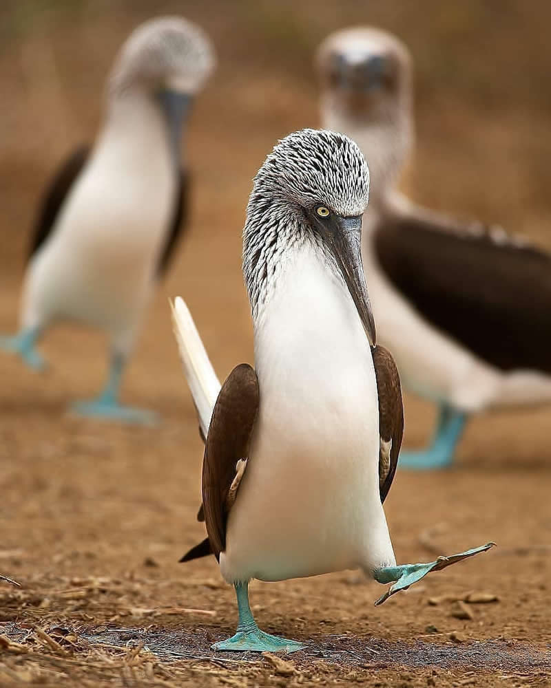A Blue-Footed Booby walking across sandy ground, displaying bright turquoise feet, white chest, brown wings, and a striped head, with two softly blurred boobies standing in the background.