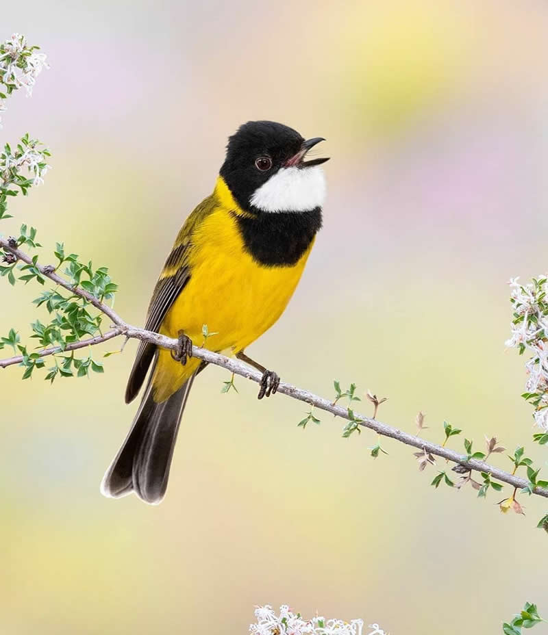 A Western Whistler perched on a flowering branch with its beak open in song, displaying vivid yellow plumage, a black head, and a white throat against a soft, blurred pastel background.