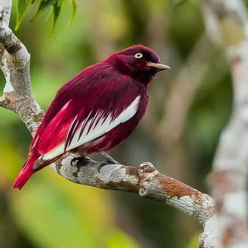 A vibrant Pompadour Cotinga perched on a tree branch, displaying deep crimson plumage with a bold white wing patch against a softly blurred green forest background.