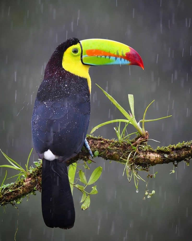 A Keel-billed Toucan perched on a moss-covered branch in the rain, displaying its vibrant multicolored beak and black plumage against a softly blurred gray forest background.