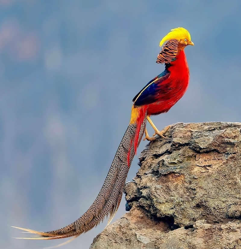 A magnificent Golden Pheasant perched on a rocky outcrop, displaying brilliant golden, crimson, blue, and orange plumage with an exceptionally long patterned tail against a soft blue background.