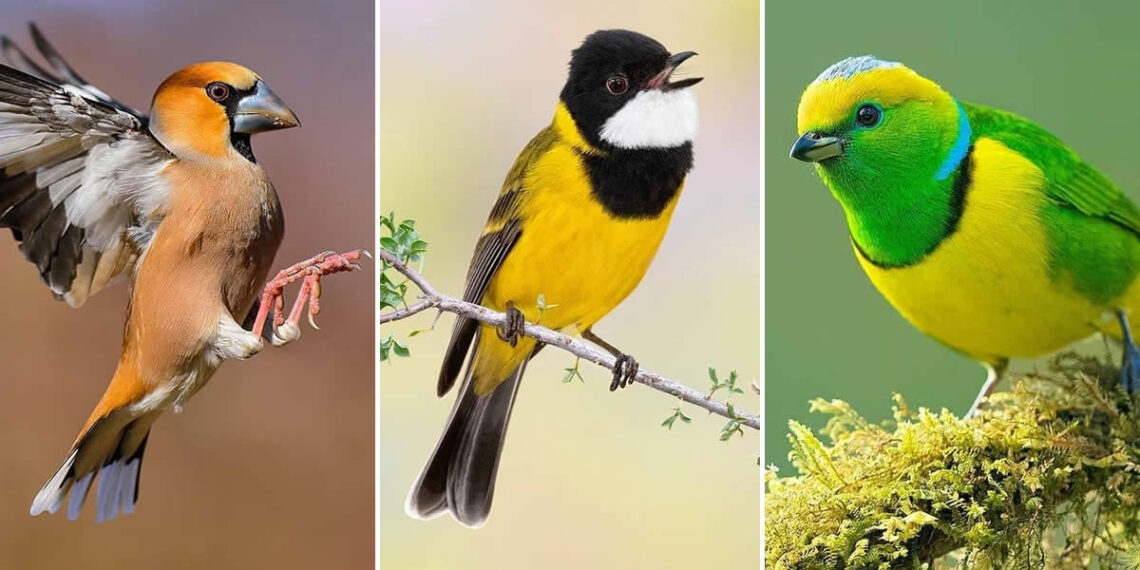 The Art of Bird Photography